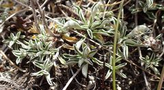 Antennaria dioica