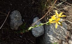 Hypericum richeri burseri