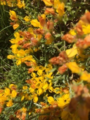 Genista tridentata
