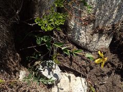 Hypericum richeri burseri