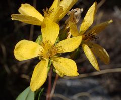 Hypericum richeri burseri