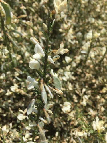 White spanishbroom (Cytisus multiflorus)