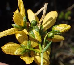 Hypericum richeri burseri