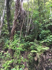 Blechnum novae-zelandiae