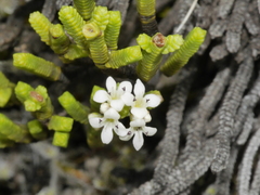 Veronica quadrifaria