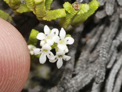 Veronica quadrifaria