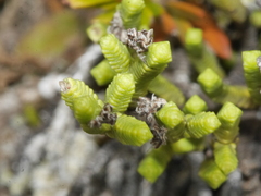 Veronica quadrifaria