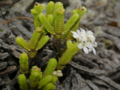 Veronica quadrifaria