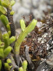 Veronica quadrifaria
