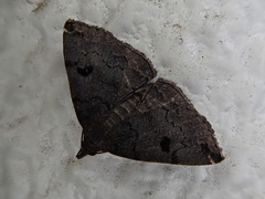 Sinarella rotundipennis