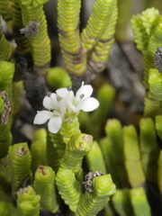 Veronica quadrifaria