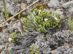 Veronica quadrifaria