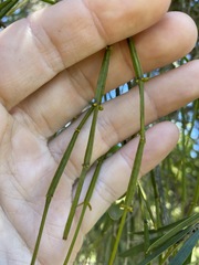 Viscum articulatum