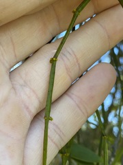 Viscum articulatum