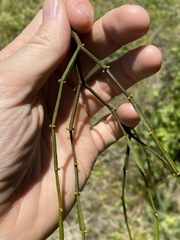 Viscum articulatum