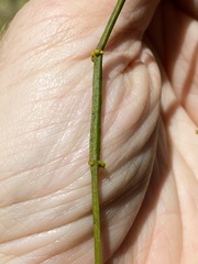 Viscum articulatum