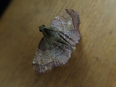 Tegulifera bicoloralis