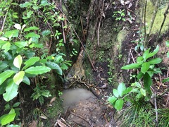 Pterophylla sylvicola