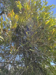 Viscum articulatum