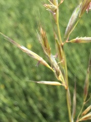 Helictochloa marginata