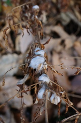 Rhopalomyia giraldii