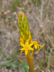 Bulbinella hookeri
