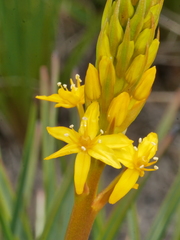 Bulbinella hookeri