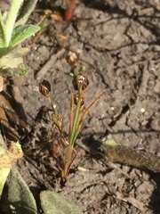 Juncus tenageia