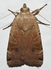 Noctua orbona