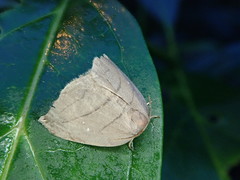 Pseudalbara parvula