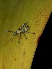 Brachyolus punctatus