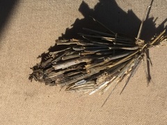 Oiketicoides febretta