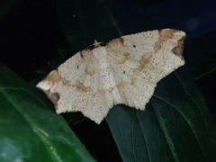 Pareclipsis gracilis