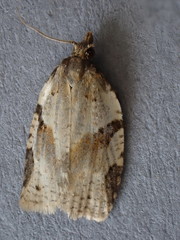 Clepsis spectrana