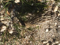 Oiketicoides febretta