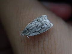 Scythropiodes leucostola