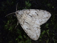 Lymantria bantaizana