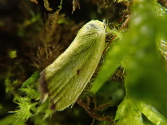 Earias pudicana