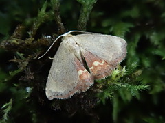 Enispa lutefascialis