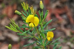 Gompholobium virgatum