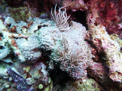 Phyllodesmium briareum