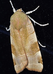 Noctua tirrenica