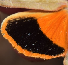Noctua tirrenica