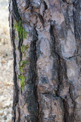 Pinus densiflora