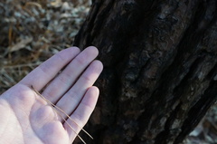 Pinus densiflora