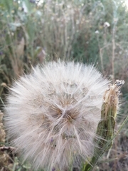 Tragopogon