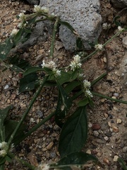 Alternanthera bettzickiana