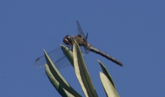 Sympetrum fonscolombii