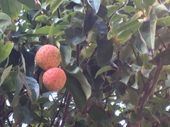 Cornus capitata
