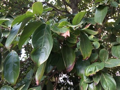 Cornus capitata